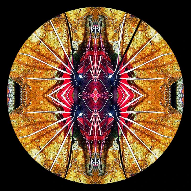 Nature Mandala Underwater, Lionfish