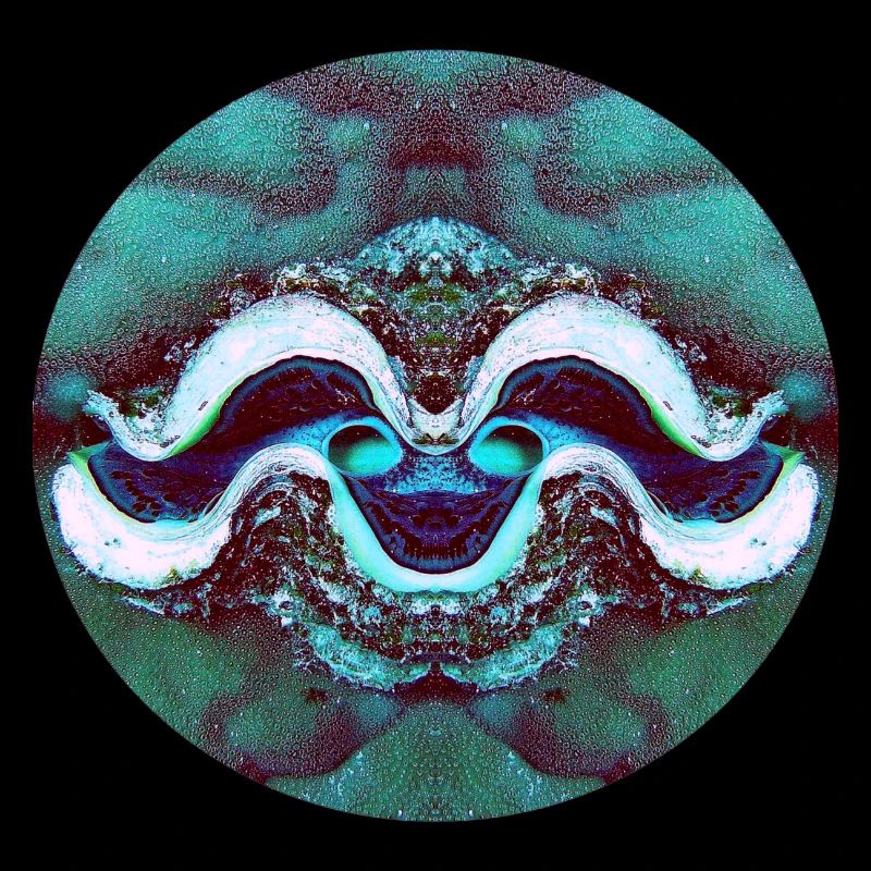 Nature Mandala Smiling Shell