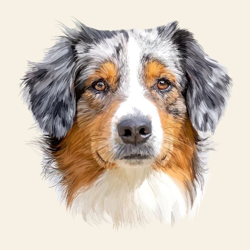 Australian Shepherd