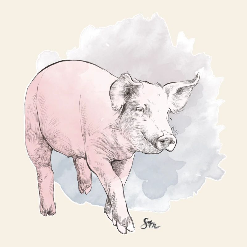Cochon mignon devant une masse colorée