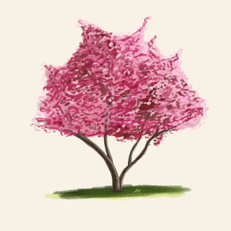 Cherry Sakura Pink Floral Tree