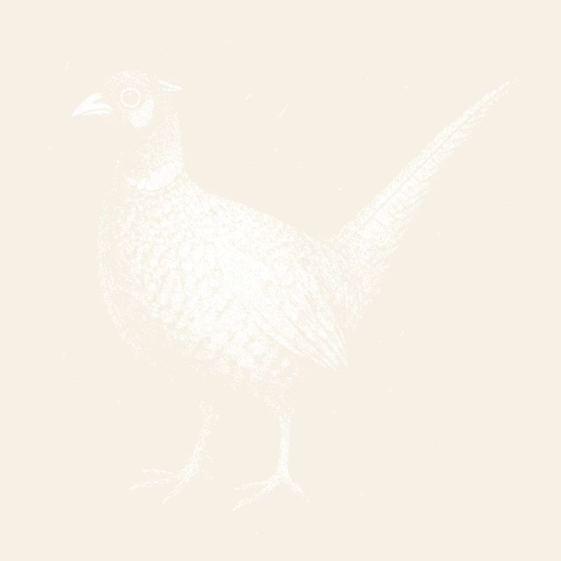 A pheasant
