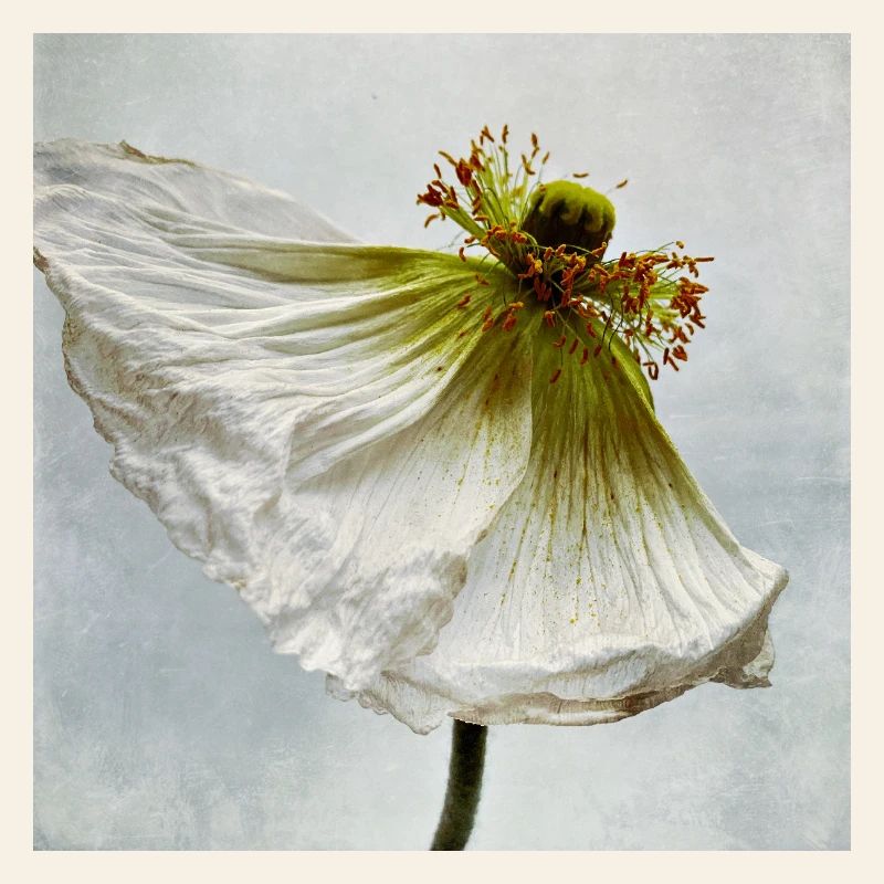 Coquelicot blanc