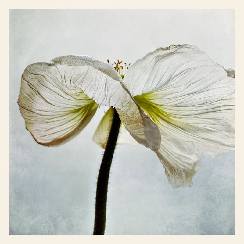 Fleur de pavot blanc