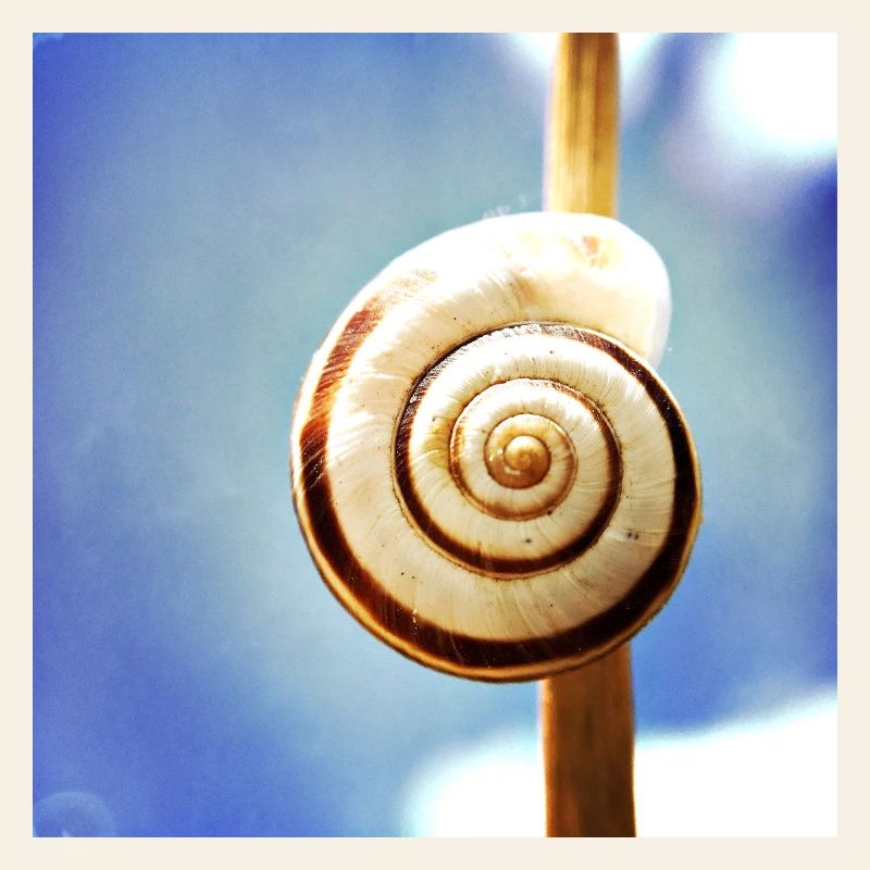 Snail-shell