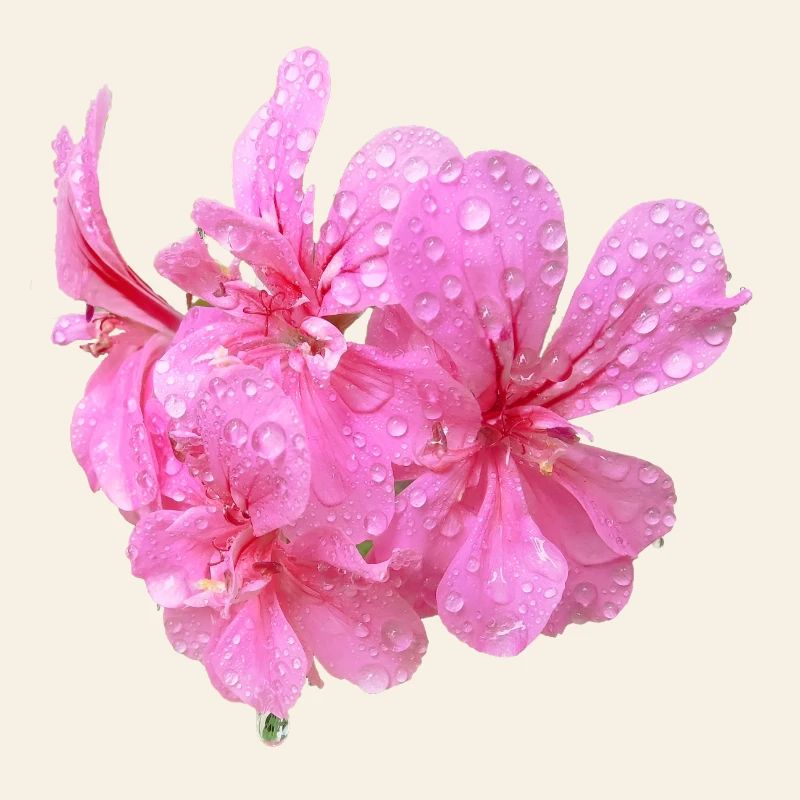 Vibrant_Pink_Geranium_Flowers