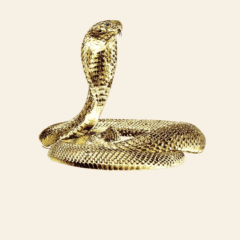Cobra à l’attaque de Black