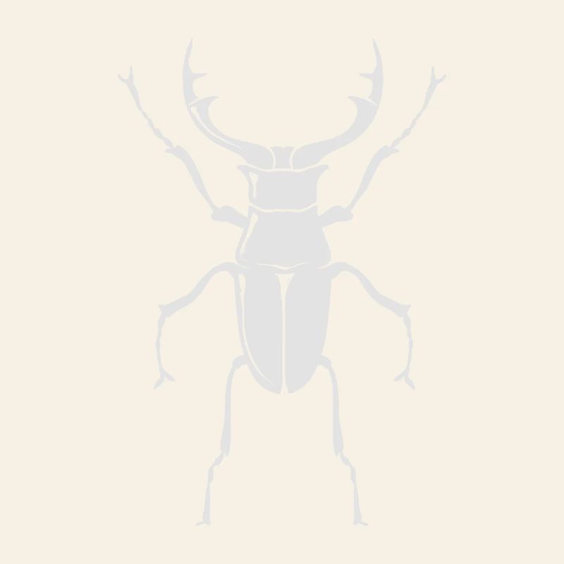 Large stag beetle - insect