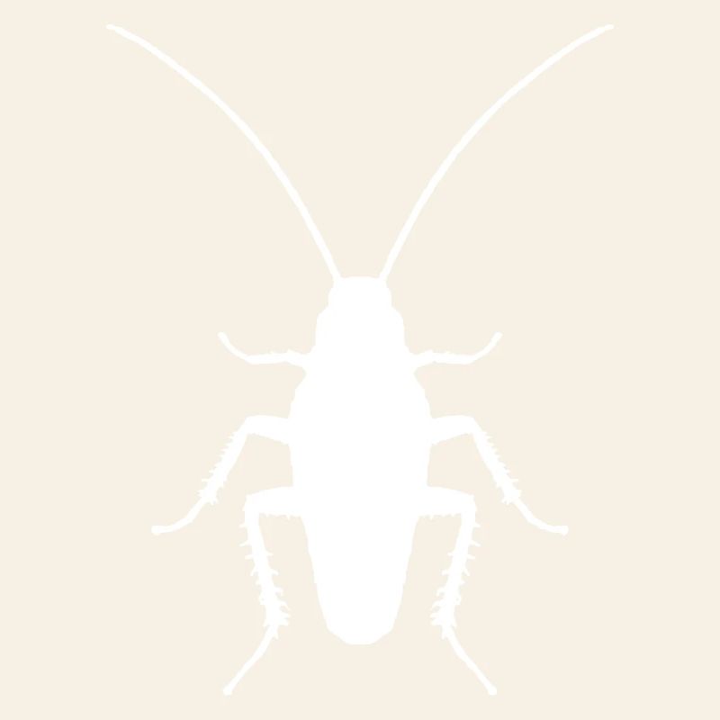 Entomologiste d’insectes cafards