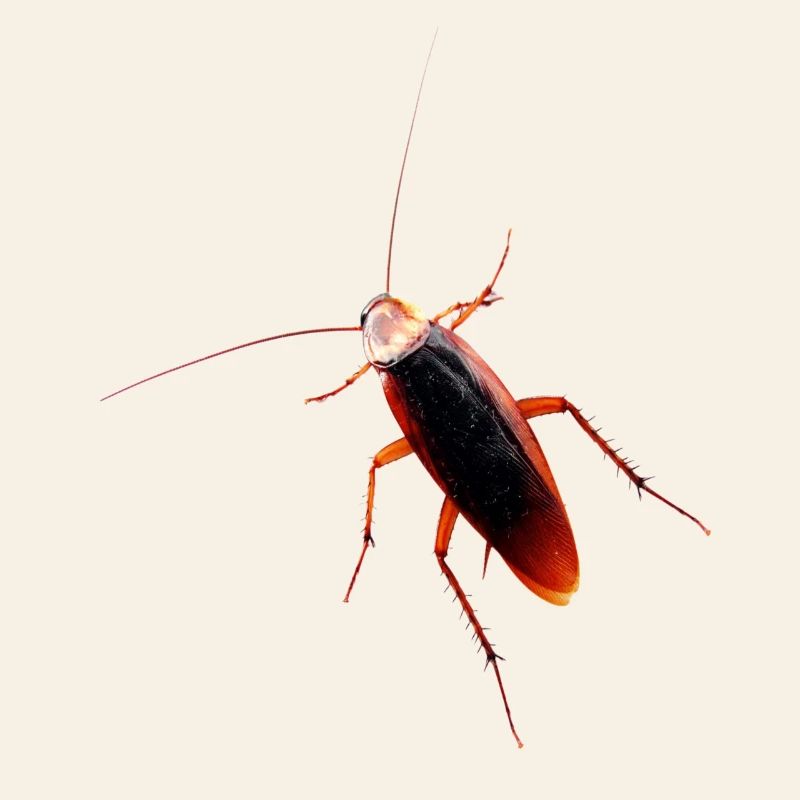 Cockroach cockroach insect cockroach