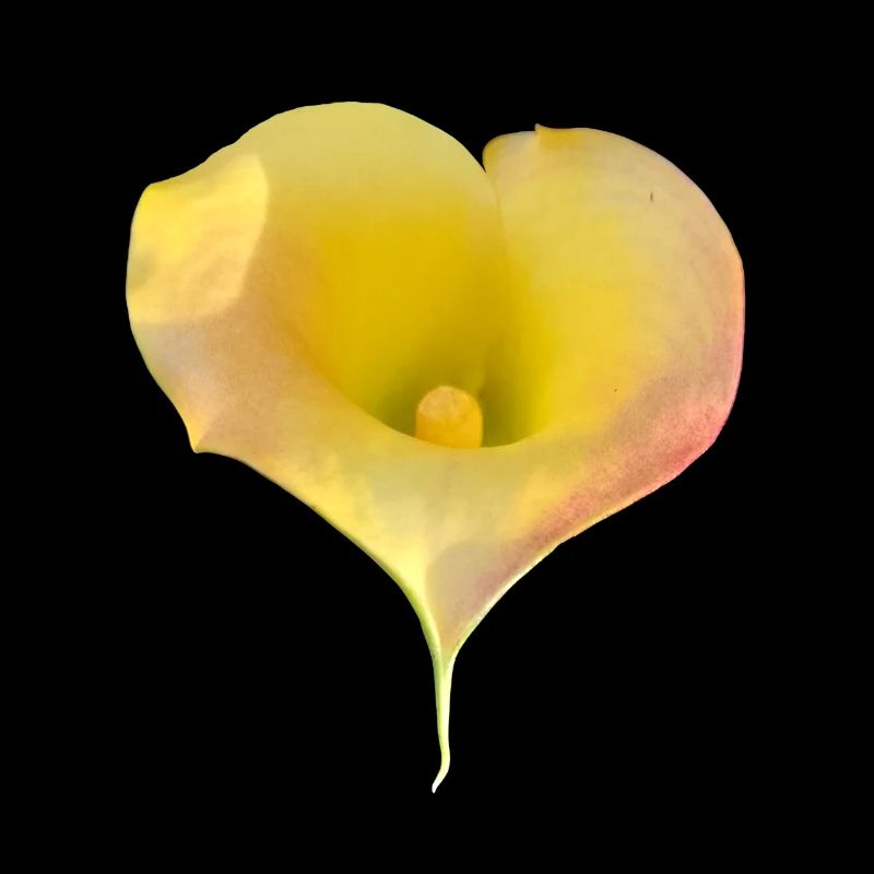 YELLOW CALLA LILY