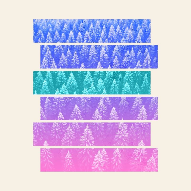 Sapin