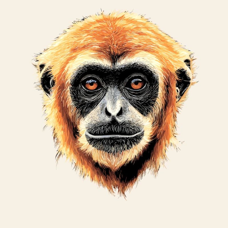 Gibbon Monkey Whitehand Gibbon Monkey Cute Lar Gibbons