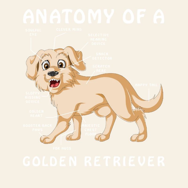 Anatomie eines Golden Retriever Illustration
