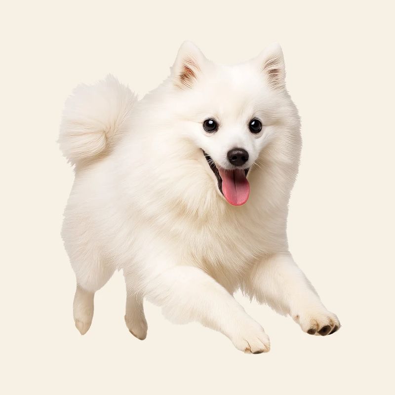 Spitz japonais