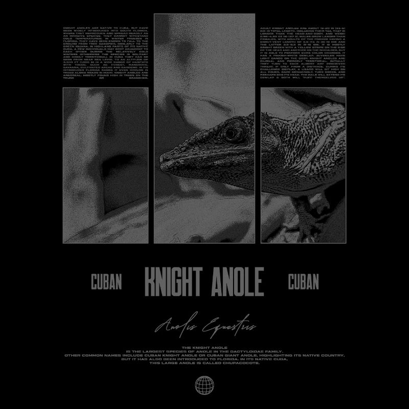 Cuban Knight Anole Lizard Owner Reptile Keeper