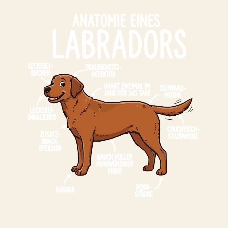Anatomie d’un Labrador – Design Fun Foxred