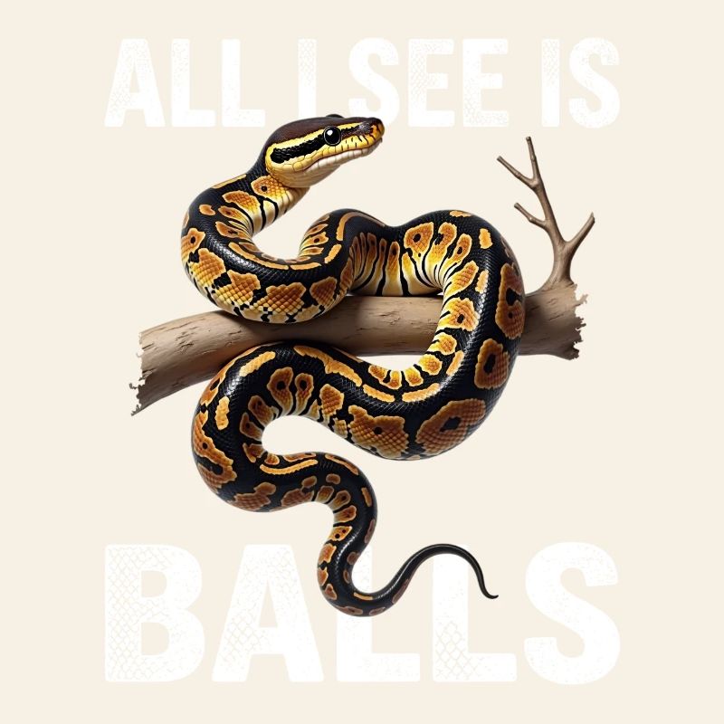 Königspython Schlangen Liebhaber Terrarium Python