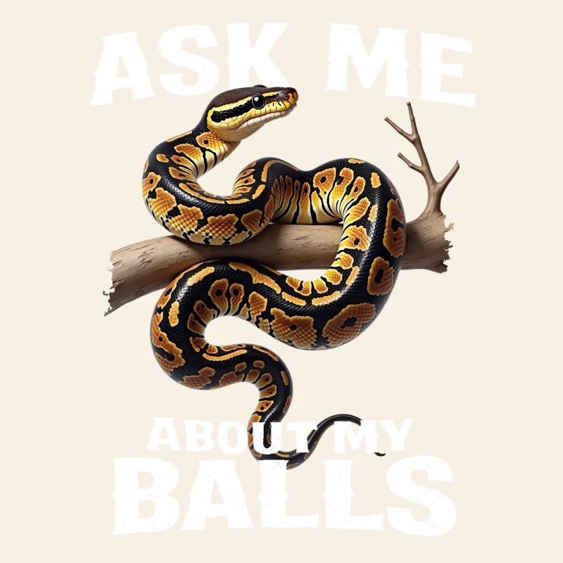 Königspython Schlangen Liebhaber Terrarium Python