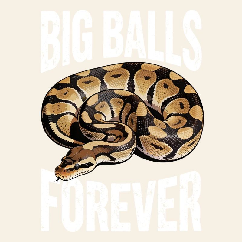 Königspython Schlangen Liebhaber Terrarium Python