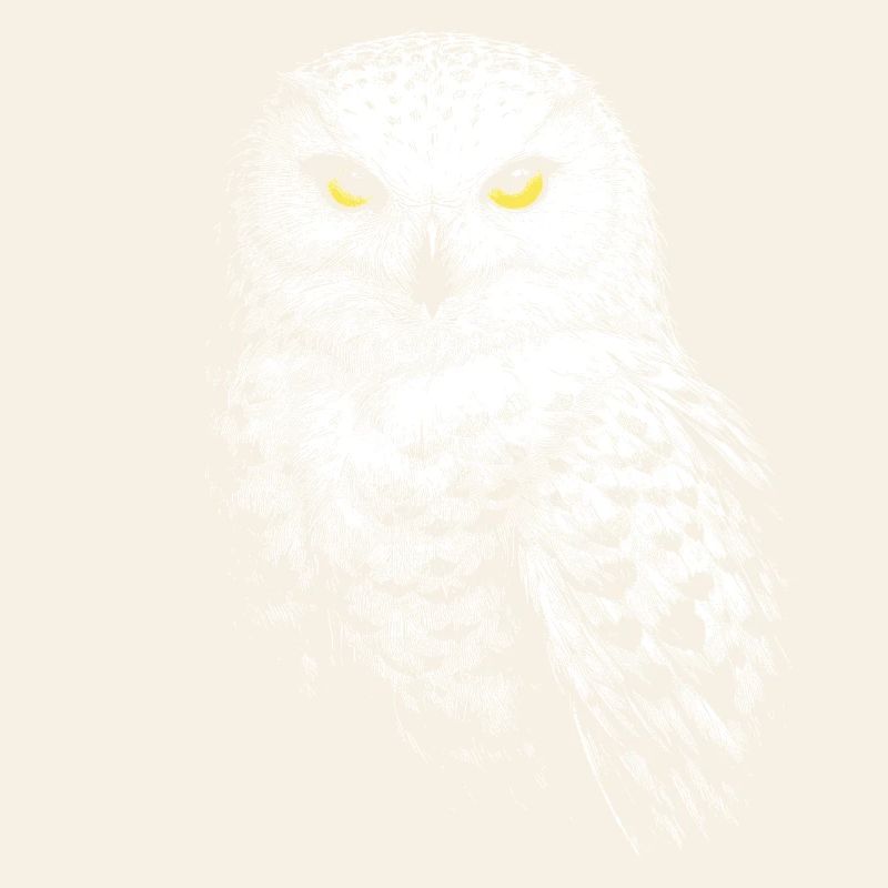Schneeeule