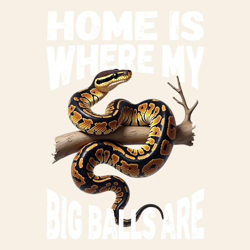 Königspython Schlangen Liebhaber Terrarium Python