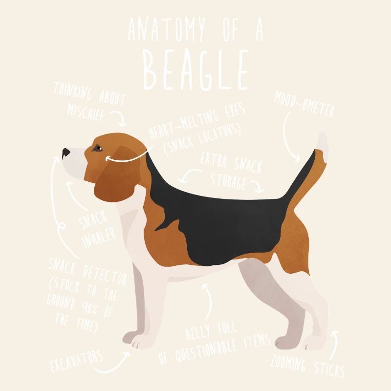 Anatomie des Beagle-Hundes