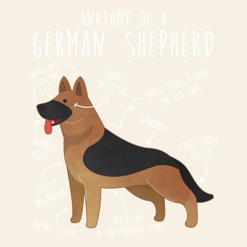 German Shepherd Dog Anatomy