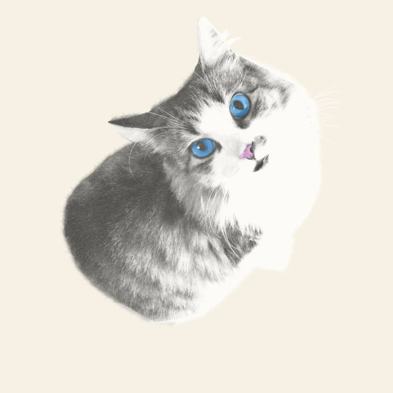 Maya le chat