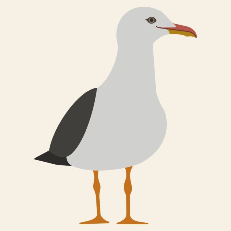 Möwe