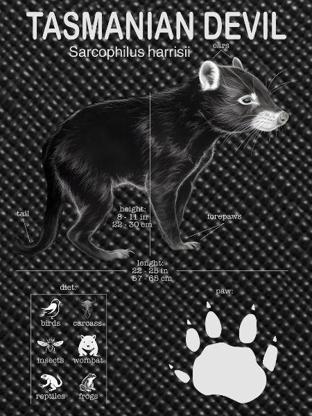Tasmanian Devil