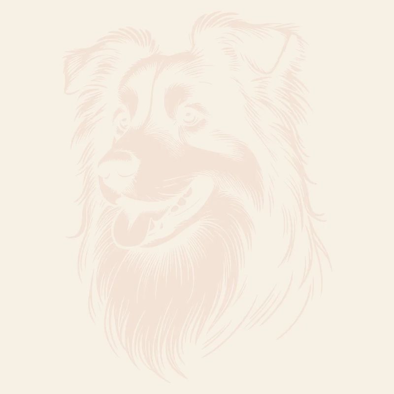 Australian Shepherd Eigenschaften