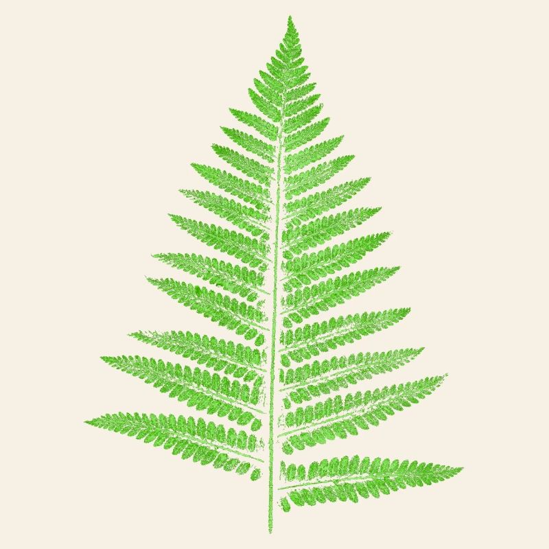 Leaf Fern - Botany Plants