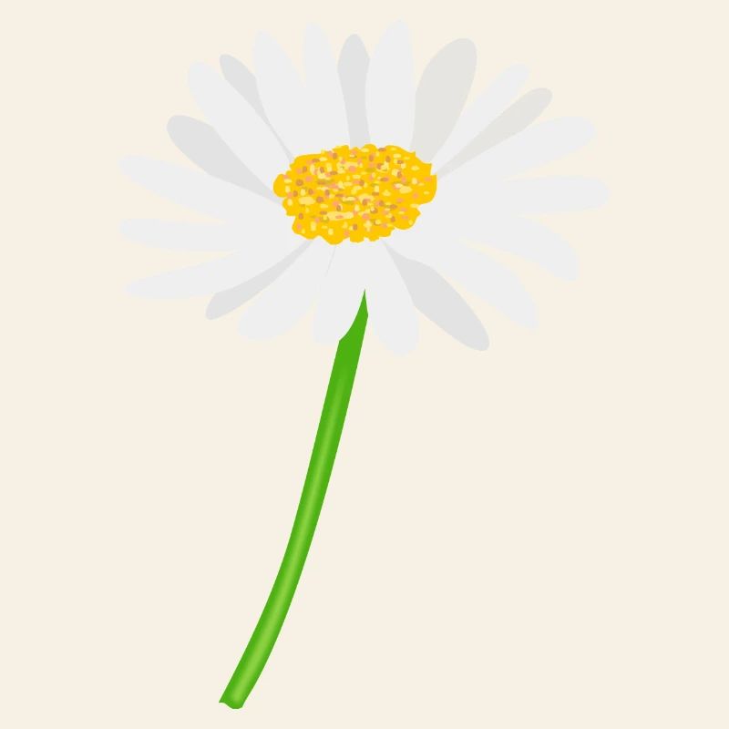 Blume Gänseblümchen mit Stiel