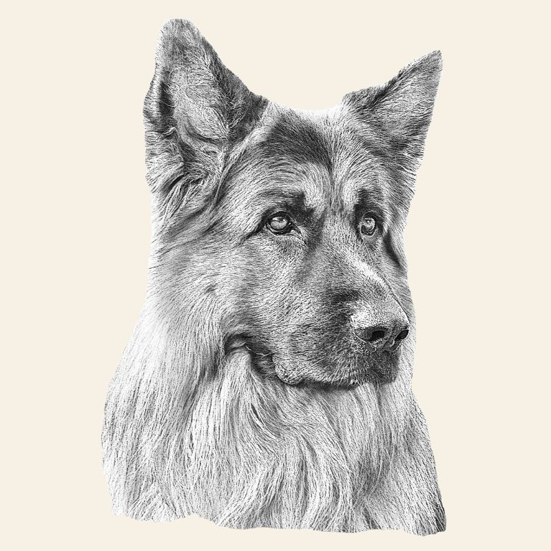 Altdeutscher Schäferhund Deutscher Schäferhund