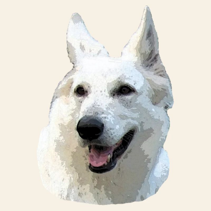 Weißer Schäferhund