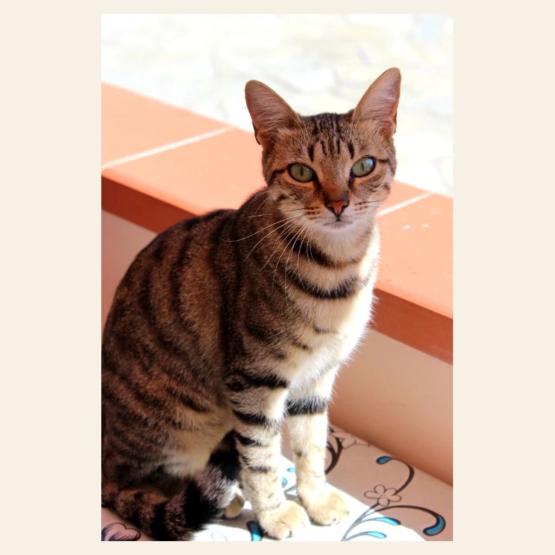 Chaton Chaton