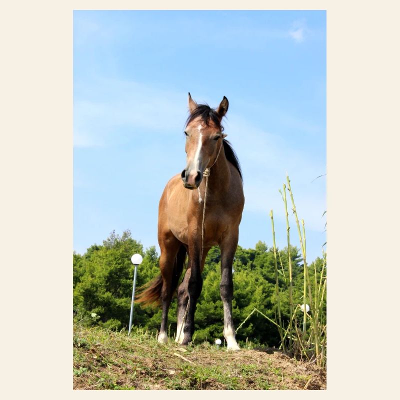 Affiche Cheval Cheval