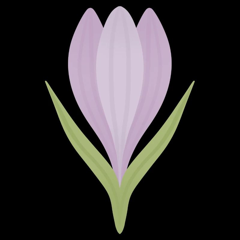 Lilac Crocus Bloom Illustration