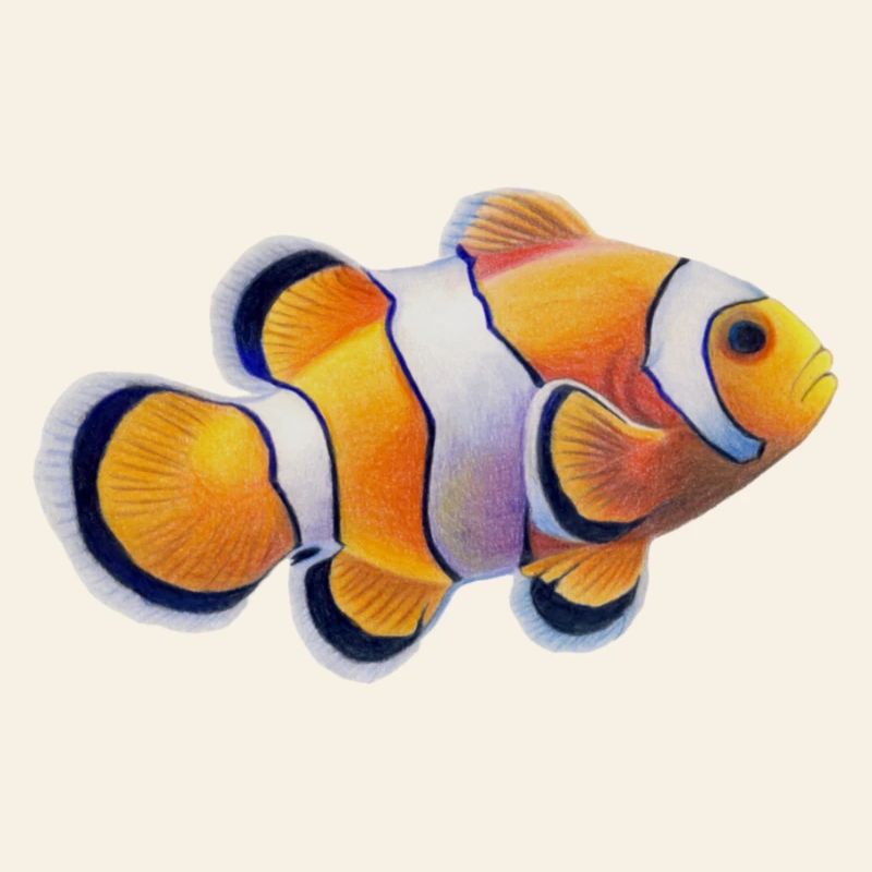 Clownfish