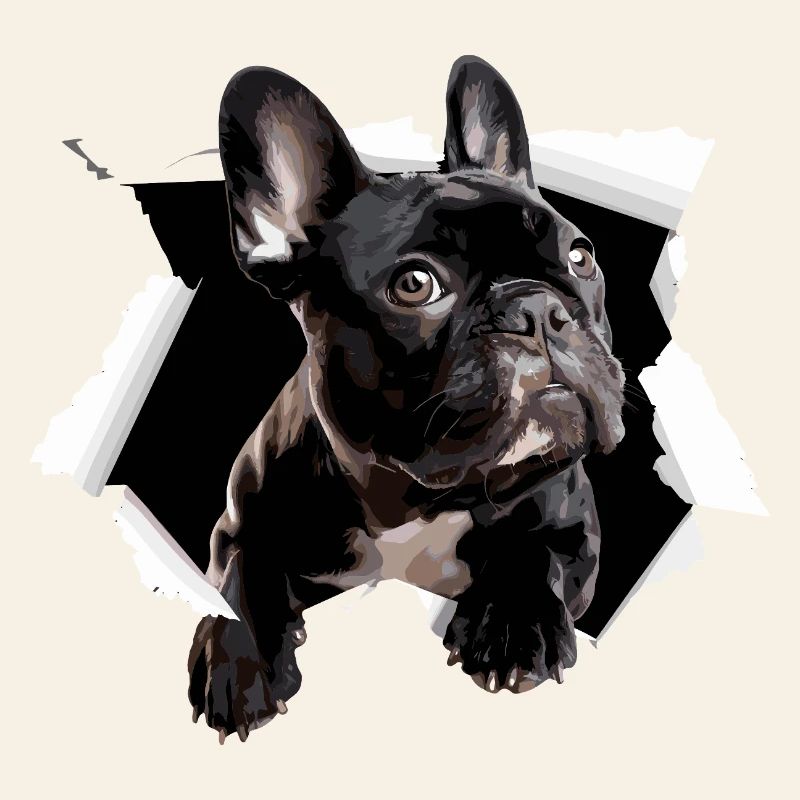 Percée du bouledogue français Drôle