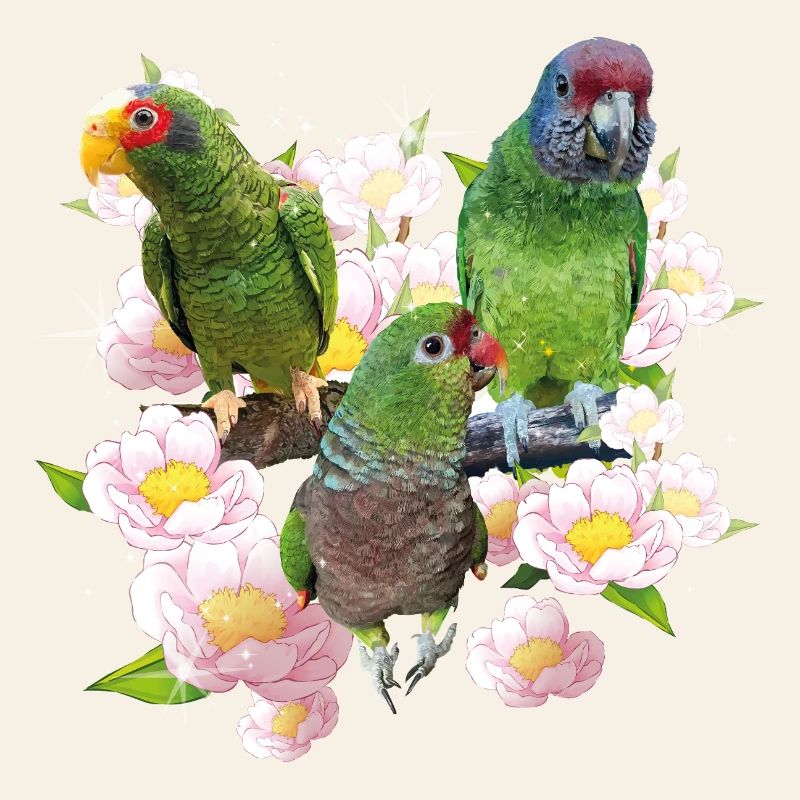 Perroquets