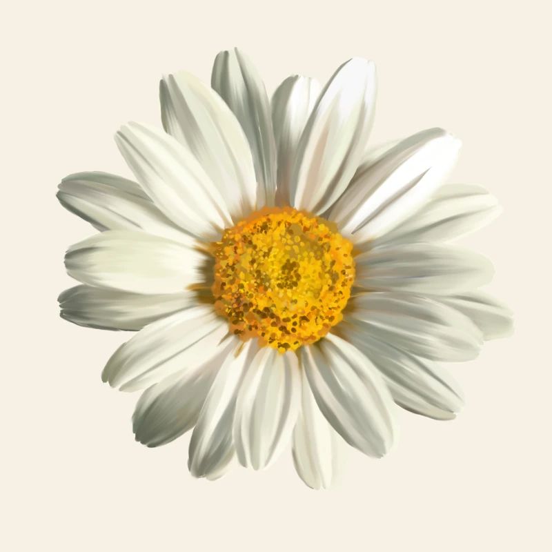 chamomile