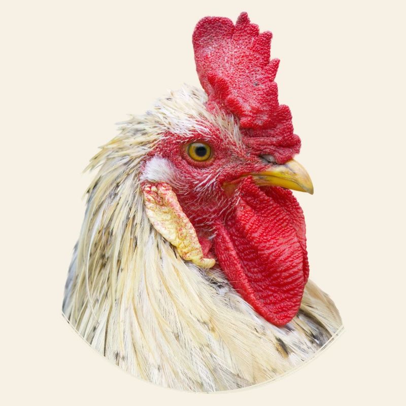 Rooster Cockscomb Chicken Specimen