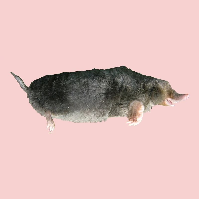Mole