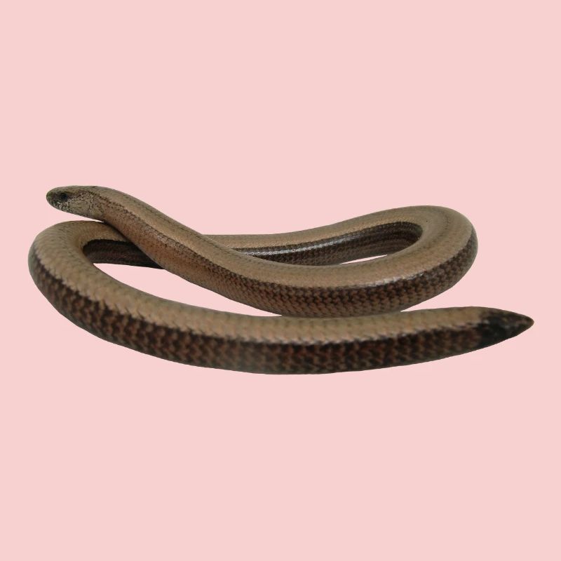 Blindworm