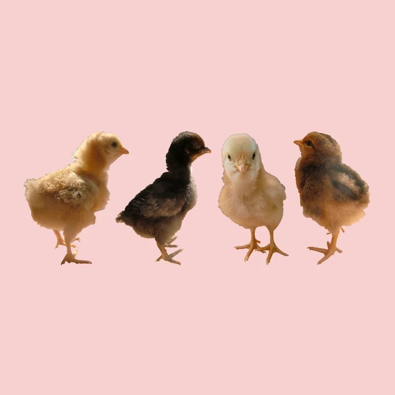 Chick