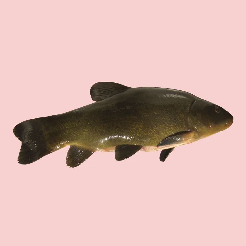 fish tench