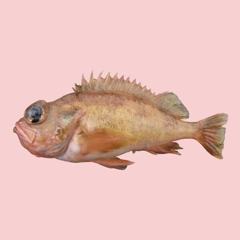 Fish Redfish