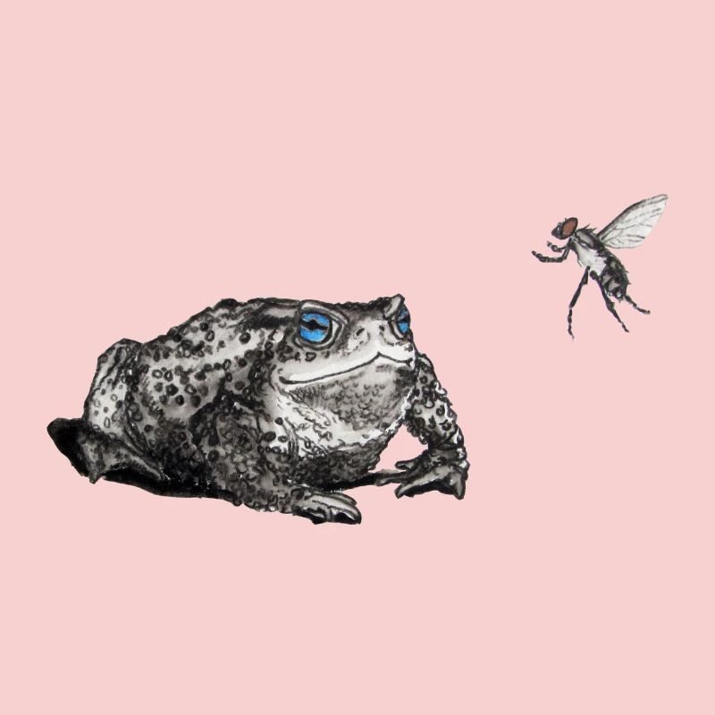 Toad and fly